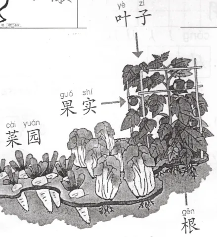 菜园