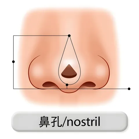 鼻孔 bikong